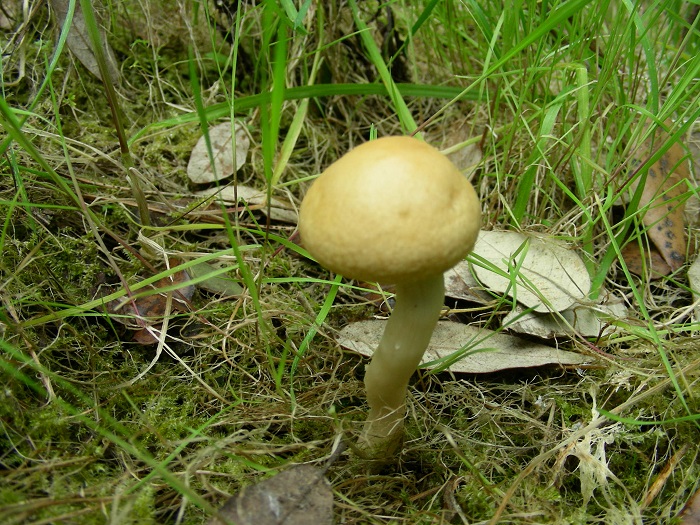 608 Marzo vecchio ritrovamento